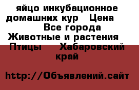 яйцо инкубационное домашних кур › Цена ­ 25 - Все города Животные и растения » Птицы   . Хабаровский край